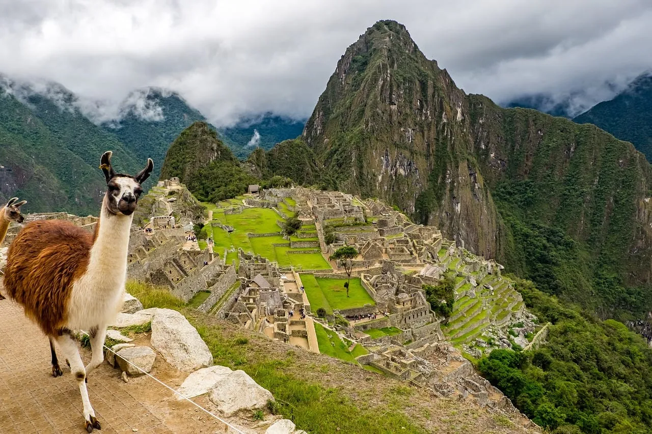 A llama on the terraces above the ruins