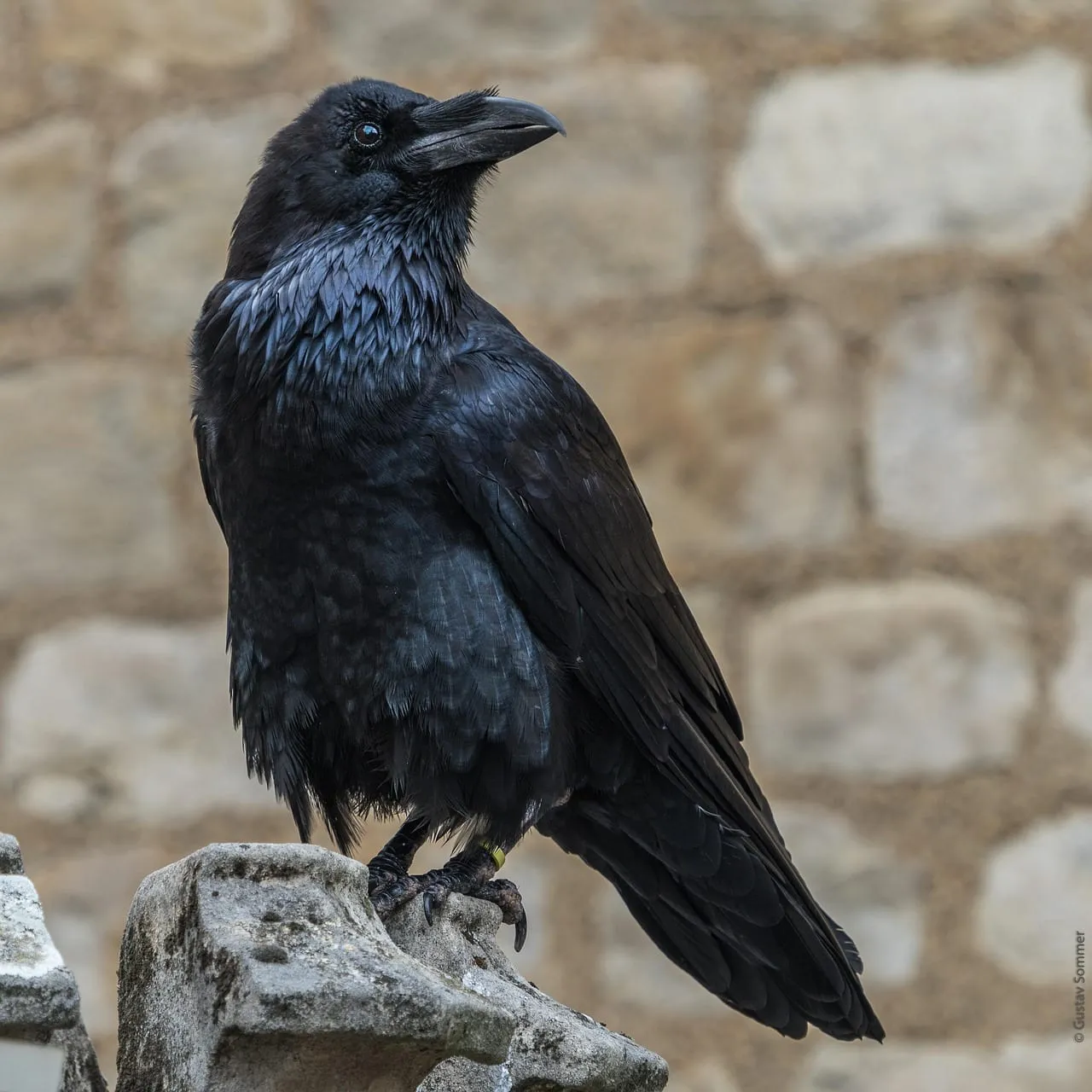 A raven perched in front of a stone wall