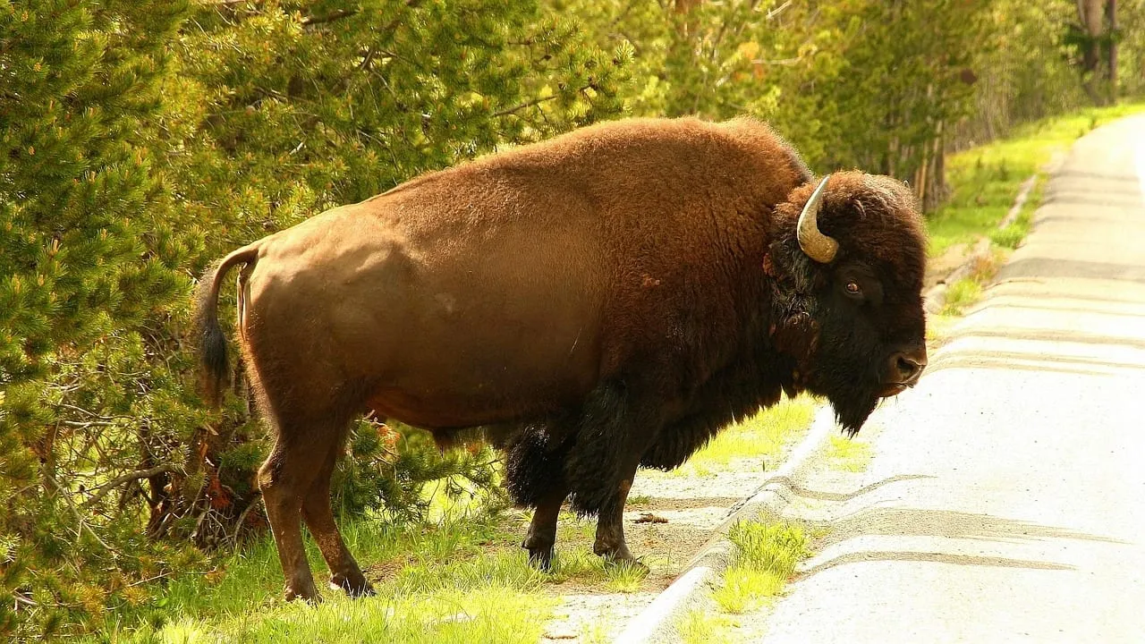 A bison standing beside a road